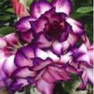 Adenium Desert Rose 3-Layer White Petals with Blackish Purple Thick Edge 100 PCS Seeds