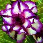 Adenium Desert Rose 3-Layer White Petals with Blackish Purple Thick Edge 100 PCS Seeds