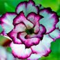 Adenium Desert Rose 3-Layer White Petals with Blackish Purple Thick Edge 100 PCS Seeds