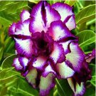 Adenium Desert Rose 3-Layer White Petals with Blackish Purple Thick EdgE 1000 PCS Seeds