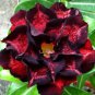 Adenium Desert Rose Seeds 5 Layer Black Dark Red Petals 20 PCS Seeds