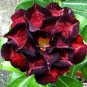 Adenium Desert Rose Seeds 5 Layer Black Dark Red Petals 20 PCS Seeds