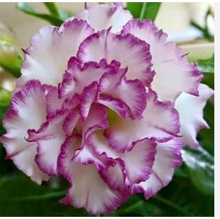Adenium Desert Rose Seeds White Purple Double Flowers 60 PCS Seeds