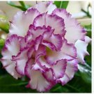 Adenium Desert Rose Seeds White Purple Double Flowers 1000 PCS Seeds Adenium Desert Rose Seeds White Purple Double Flowers 1000 PCS Seeds