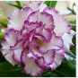 Adenium Desert Rose Seeds White Purple Double Flowers 1000 PCS Seeds