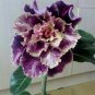 Adenium Desert Rose Seeds White Purple Double Flowers 1000 PCS Seeds