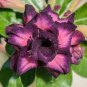 Adenium Desert Rose Seeds White Purple Double Flowers 1000 PCS Seeds