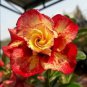 Adenium Fire Orange Petals with Fire Red Stripes & Edge Flower 2 PCS Seeds