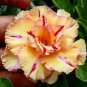 Adenium Fire Orange Petals with Fire Red Stripes & Edge Flower 2 PCS Seeds