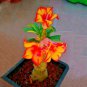 Adenium Fire Orange Petals with Fire Red Stripes & Edge Flower 2 PCS Seeds