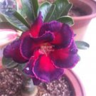 Adenium Fire Red Purple Petals Flower 2 PCS Seeds