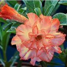Adenium Fully Orange Petals Long Flower Tail 2 PCS Seeds