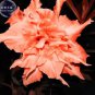 Adenium Fully Orange Petals Long Flower Tail 2 PCS Seeds