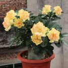 Adenium Golden Petals with Light Pink Edge Flower 2 PCS Seeds