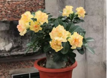 Adenium Golden Petals with Light Pink Edge Flower 2 PCS Seeds