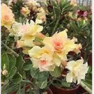 Adenium Golden Petals with Light Pink Edge Flower 2 PCS Seeds