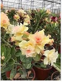Adenium Golden Petals with Light Pink Edge Flower 2 PCS Seeds