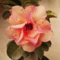 Adenium Golden Petals with Light Pink Edge Flower 2 PCS Seeds
