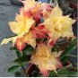 Adenium Golden Wavy Petals with Light Pink Edge Flower 2 PCS Seeds