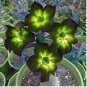 Adenium Green Beautiful Flower 2 PCS Seeds
