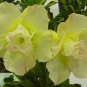 Adenium Green Beautiful Flower 2 PCS Seeds