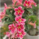 Adenium Light Orangish Pink Flower 2 PCS Seeds Adenium Light Orangish Pink Flower 2 PCS Seeds