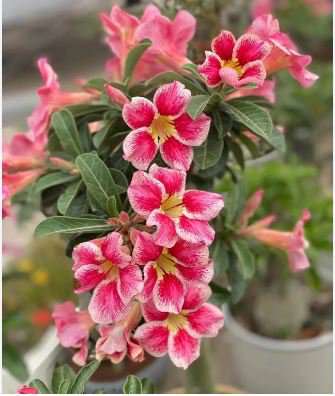 Adenium Light Orangish Pink Flower 2 PCS Seeds
