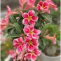 Adenium Light Orangish Pink Flower 2 PCS Seeds