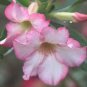 Adenium Light Orangish Pink Flower 2 PCS Seeds