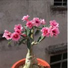 Adenium Light Pink & Rose Red Petals Flower 2 PCS Seeds