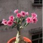 Adenium Light Pink & Rose Red Petals Flower 2 PCS Seeds