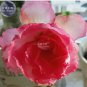 Adenium Light Pink & Rose Red Petals Flower 2 PCS Seeds