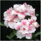 Adenium Light Pinkish White Flower 2 PCS Seeds