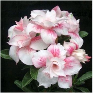 Adenium Light Pinkish White Flower 2 PCS Seeds