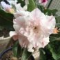 Adenium Light Pinkish White Flower 2 PCS Seeds