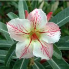 Adenium Light Whitish Pink Petals Light Pink edge Flower 2 PCS Seeds