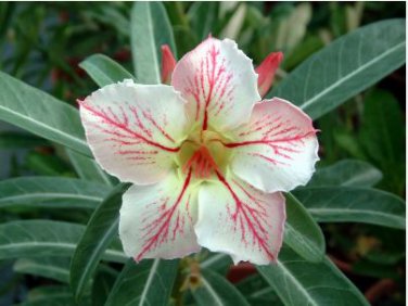 Adenium Light Whitish Pink Petals Light Pink edge Flower 2 PCS Seeds