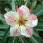 Adenium Light Whitish Pink Petals Light Pink edge Flower 2 PCS Seeds