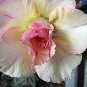 Adenium Light Whitish Pink Petals Light Pink edge Flower 2 PCS Seeds