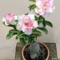 Adenium Light Whitish Pink Petals Light Pink edge Flower 2 PCS Seeds