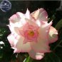 Adenium Light Whitish Pink Petals Light Pink edge Flower 2 PCS Seeds