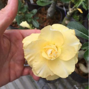 Adenium Light Yellow 2 PCS Seeds