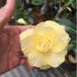 Adenium Light Yellow 2 PCS Seeds