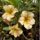 Adenium Light Yellow-to Dark Red Single Petals Bonsai Flower 2 PCS Seeds Adenium Light Yellow-to Dark Red Single Petals Bonsai Flower 2 PCS Seeds