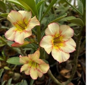 Adenium Light Yellow-to Dark Red Single Petals Bonsai Flower 2 PCS Seeds