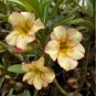 Adenium Light Yellow-to Dark Red Single Petals Bonsai Flower 2 PCS Seeds