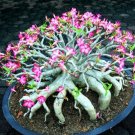 Adenium Mix 36 Types Bonsai Desert Rose 100 PCS Seeds Adenium Mix 36 Types Bonsai Desert Rose 100 PCS Seeds