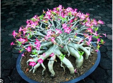 Adenium Mix 36 Types Bonsai Desert Rose 100 PCS Seeds