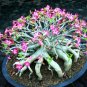 Adenium Mix 36 Types Bonsai Desert Rose 100 PCS Seeds