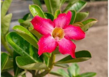 Adenium Mixed 9 Types Double Petals Flower 100 PCS Seeds